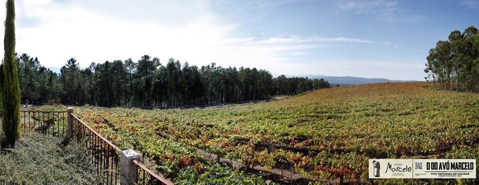 Vino Albariño O Do Avó Marcelo D.O Rías Baixas - Imagen 3